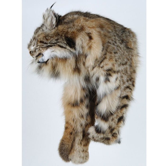 Western Canadian Bobcat Mountain Man Hat