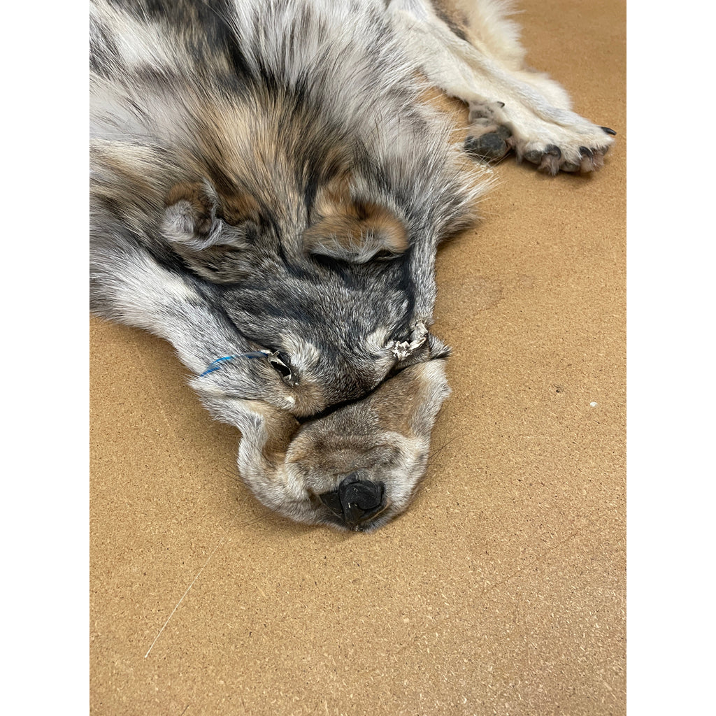 Timber Wolf - 74.5 Inches
