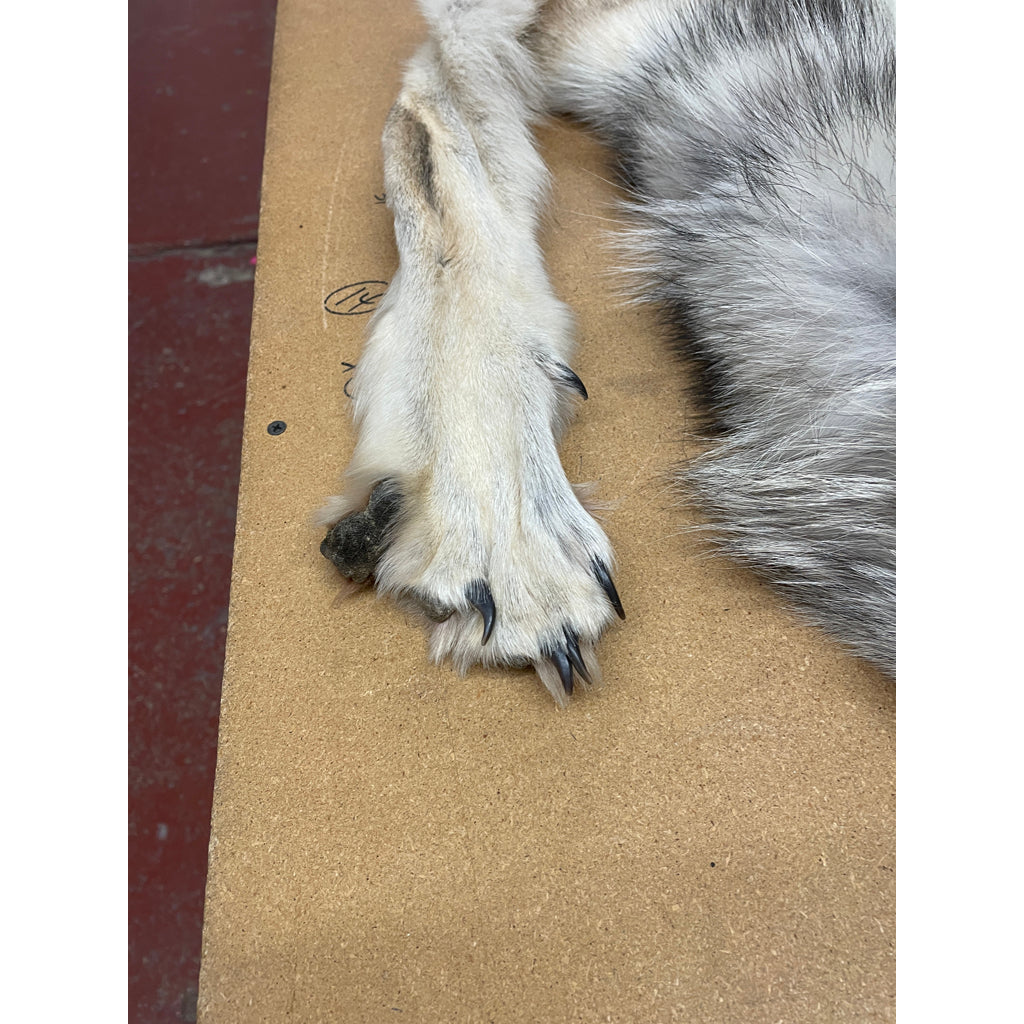 Timber Wolf - 74.5 Inches
