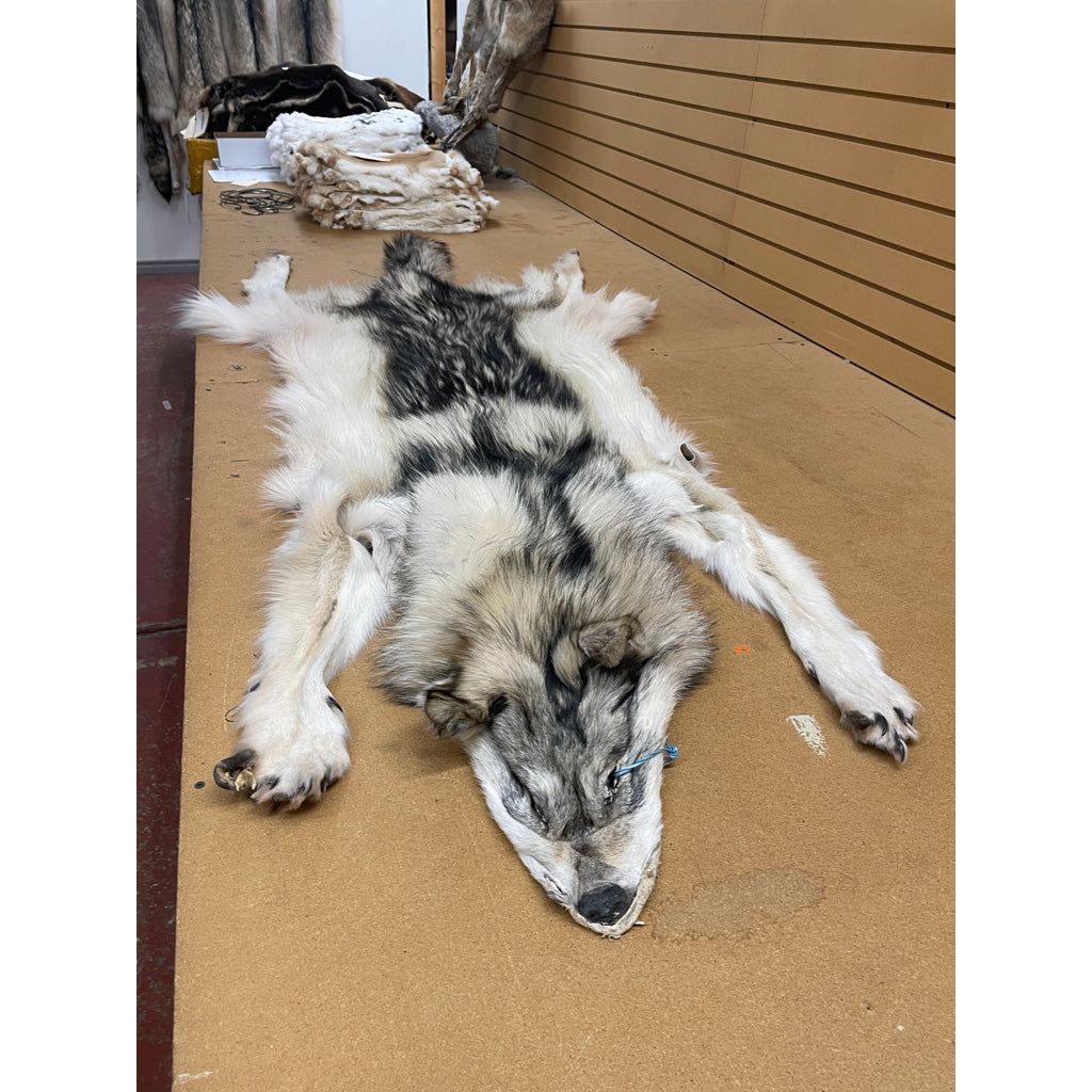 Timber Wolf - 81 Inches