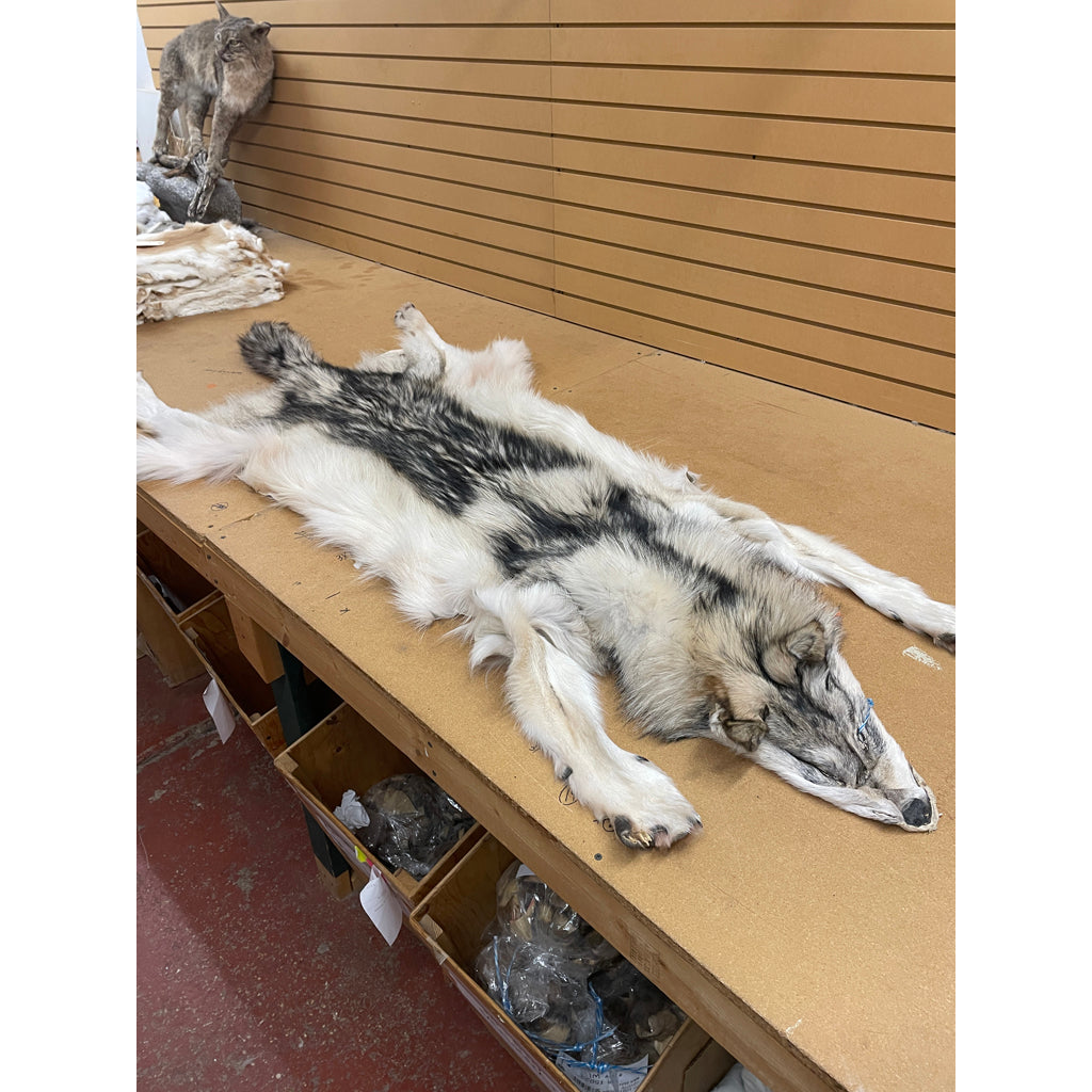 Timber Wolf - 81 Inches