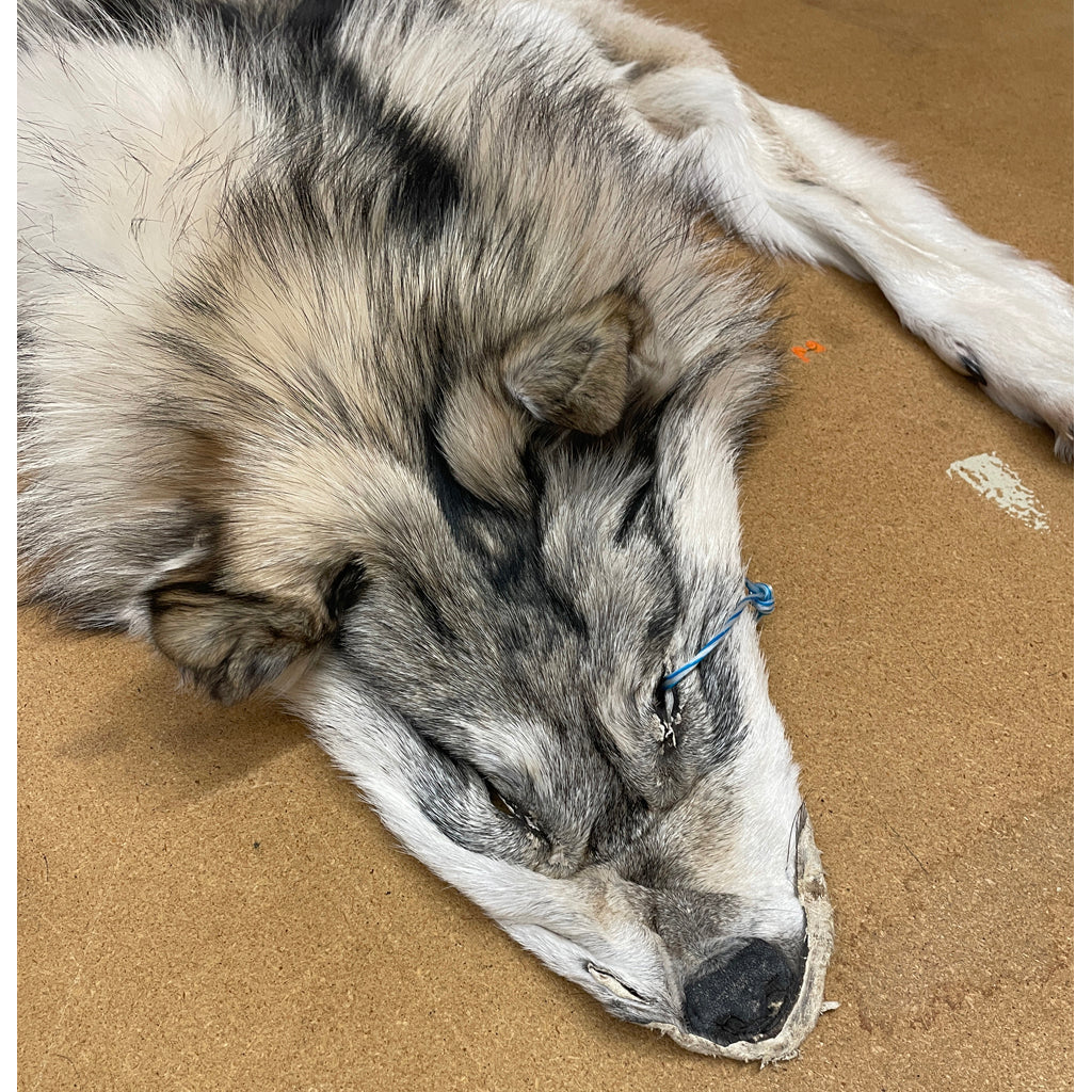 Timber Wolf - 81 Inches