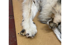 Timber Wolf - 81 Inches