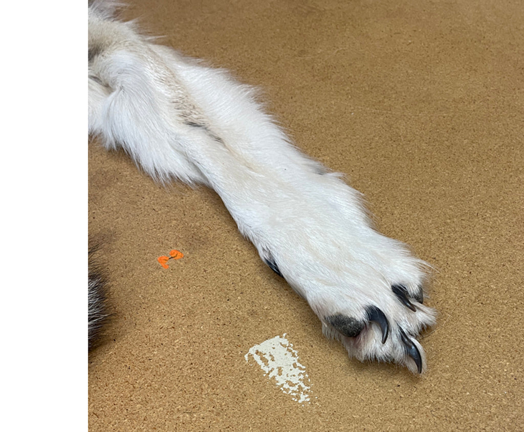 Timber Wolf - 81 Inches