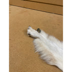 Timber Wolf - 81 Inches