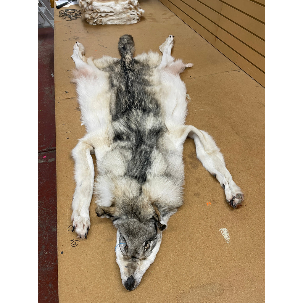 Timber Wolf - 76 Inches