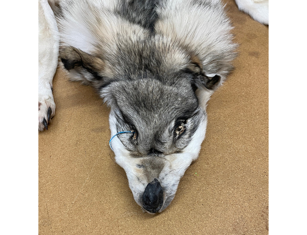 Timber Wolf - 76 Inches