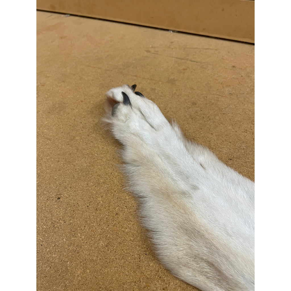 Timber Wolf - 76 Inches