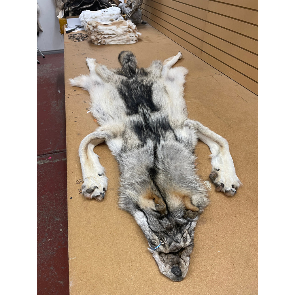 Timber Wolf - 83 Inches