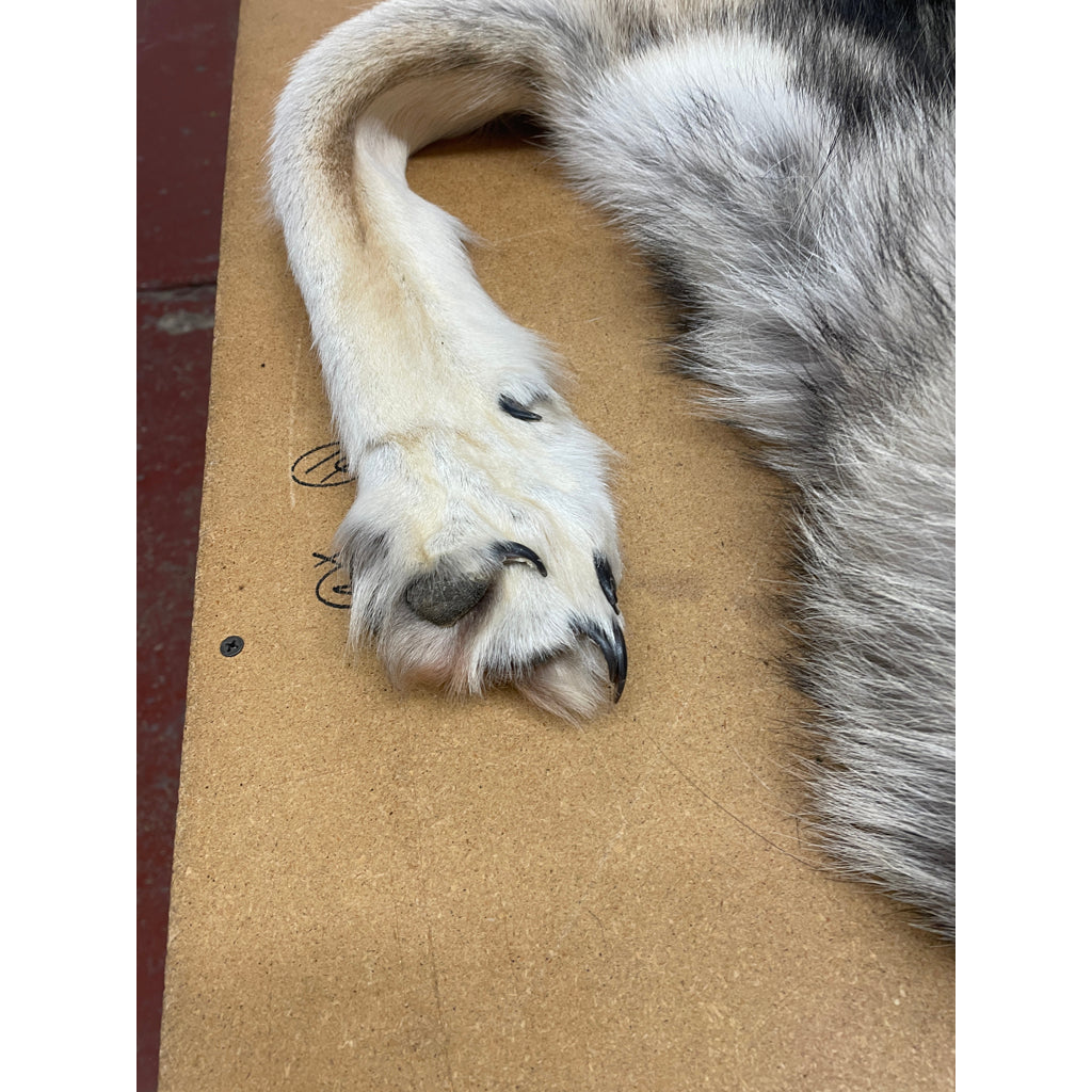 Timber Wolf - 83 Inches