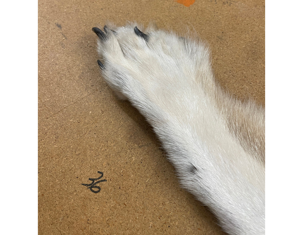 Timber Wolf - 83 Inches