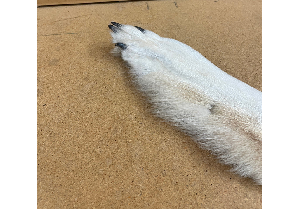 Timber Wolf - 83 Inches