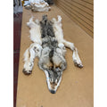 Timber Wolf - 86 Inches