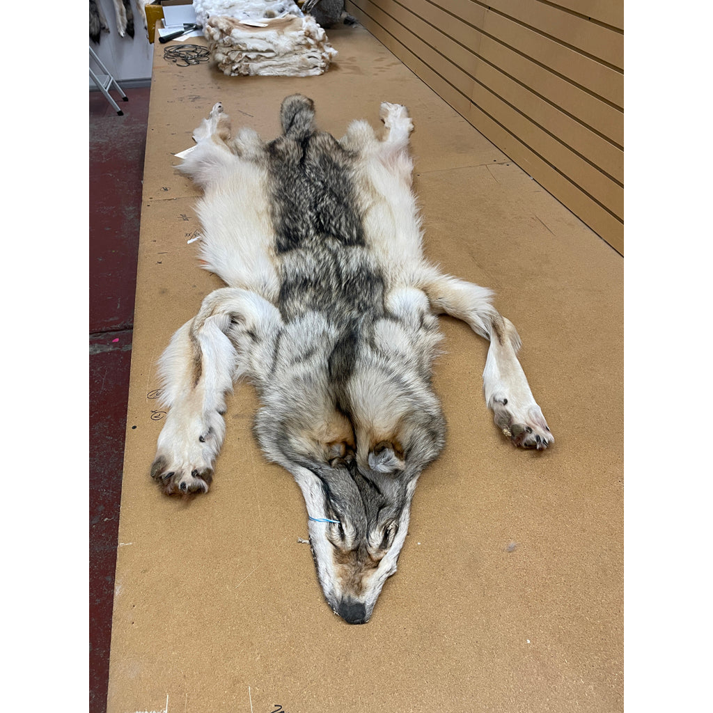 Timber Wolf - 86 Inches