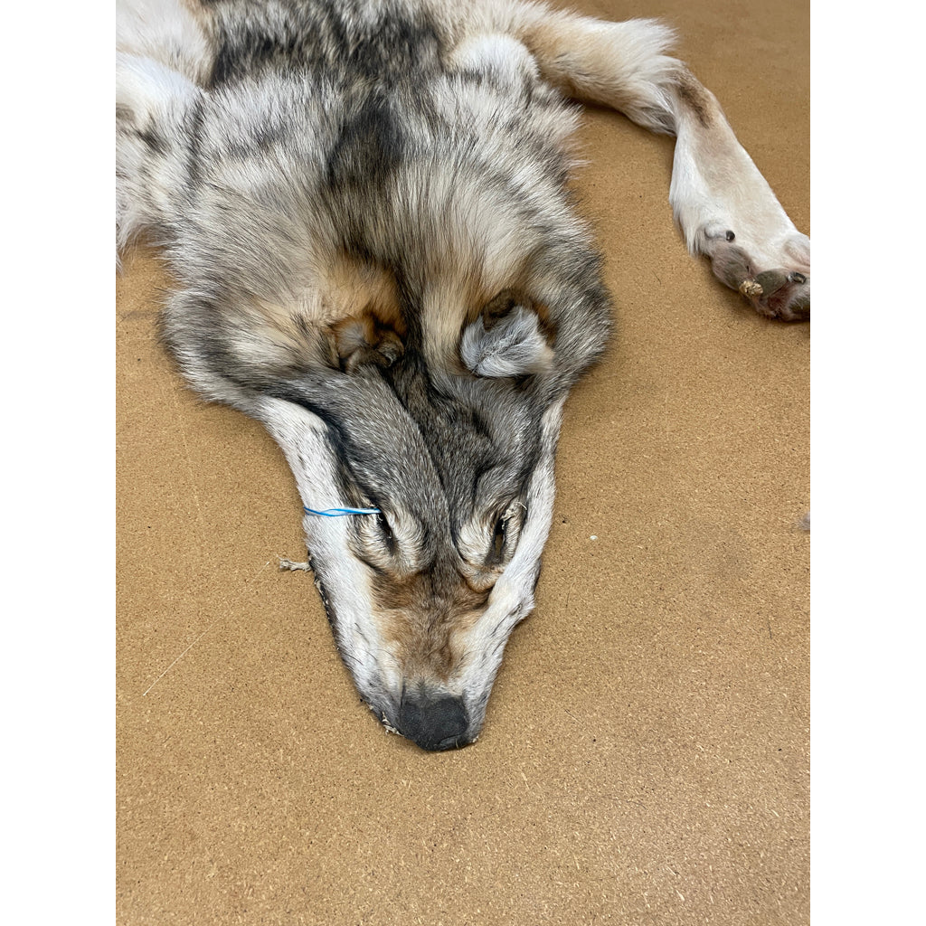 Timber Wolf - 86 Inches