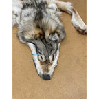 Timber Wolf - 86 Inches