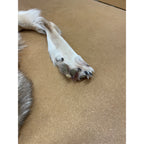 Timber Wolf - 86 Inches