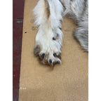 Timber Wolf - 86 Inches