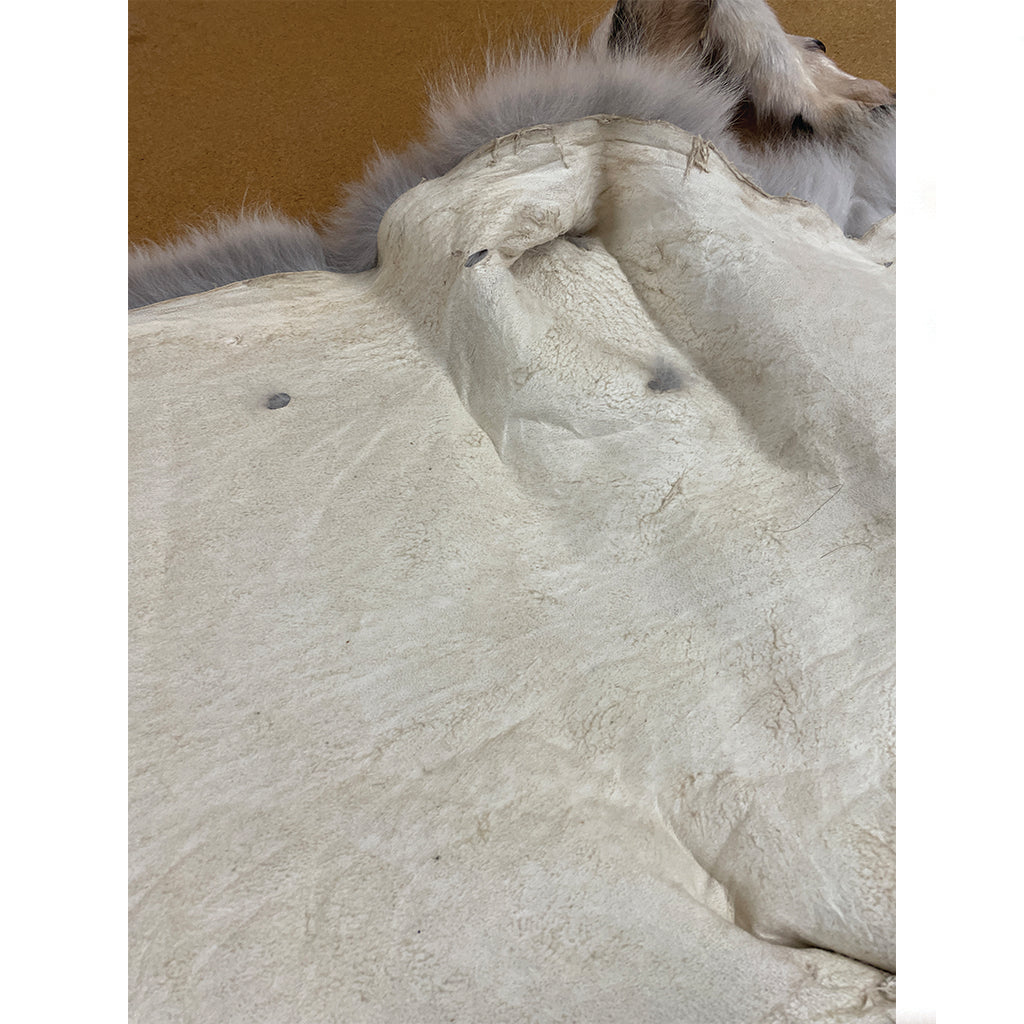 Timber Wolf - 77 Inches