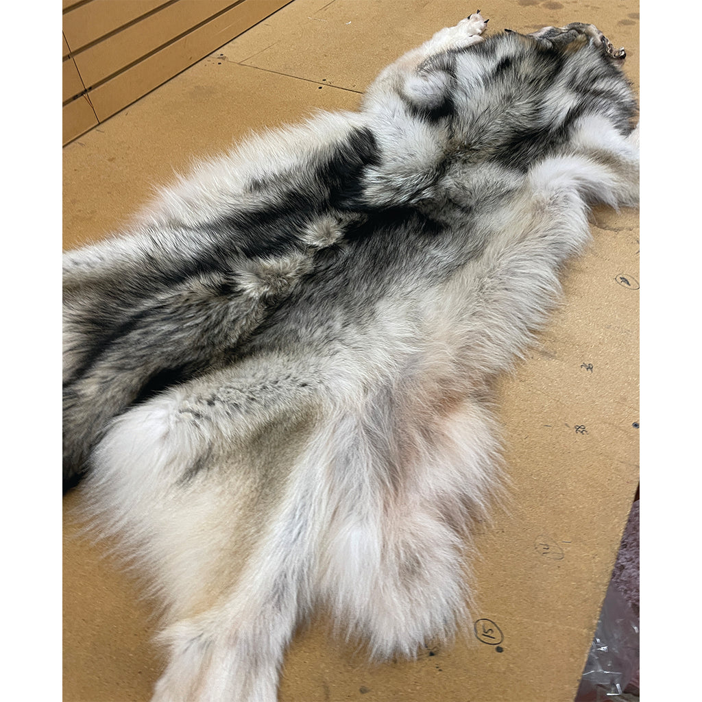 Timber Wolf - 77 Inches
