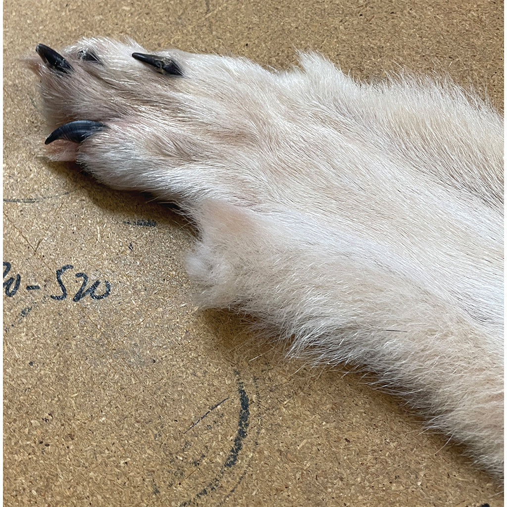 Timber Wolf - 77 Inches