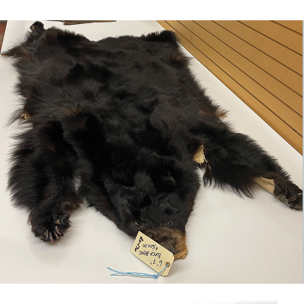 Black Bear 6.7FT For Taxidermy