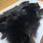 Black Bear 6.7FT For Taxidermy