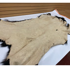 Black Bear 6.7FT For Taxidermy