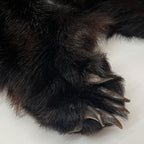 Black Bear 6.7FT For Taxidermy