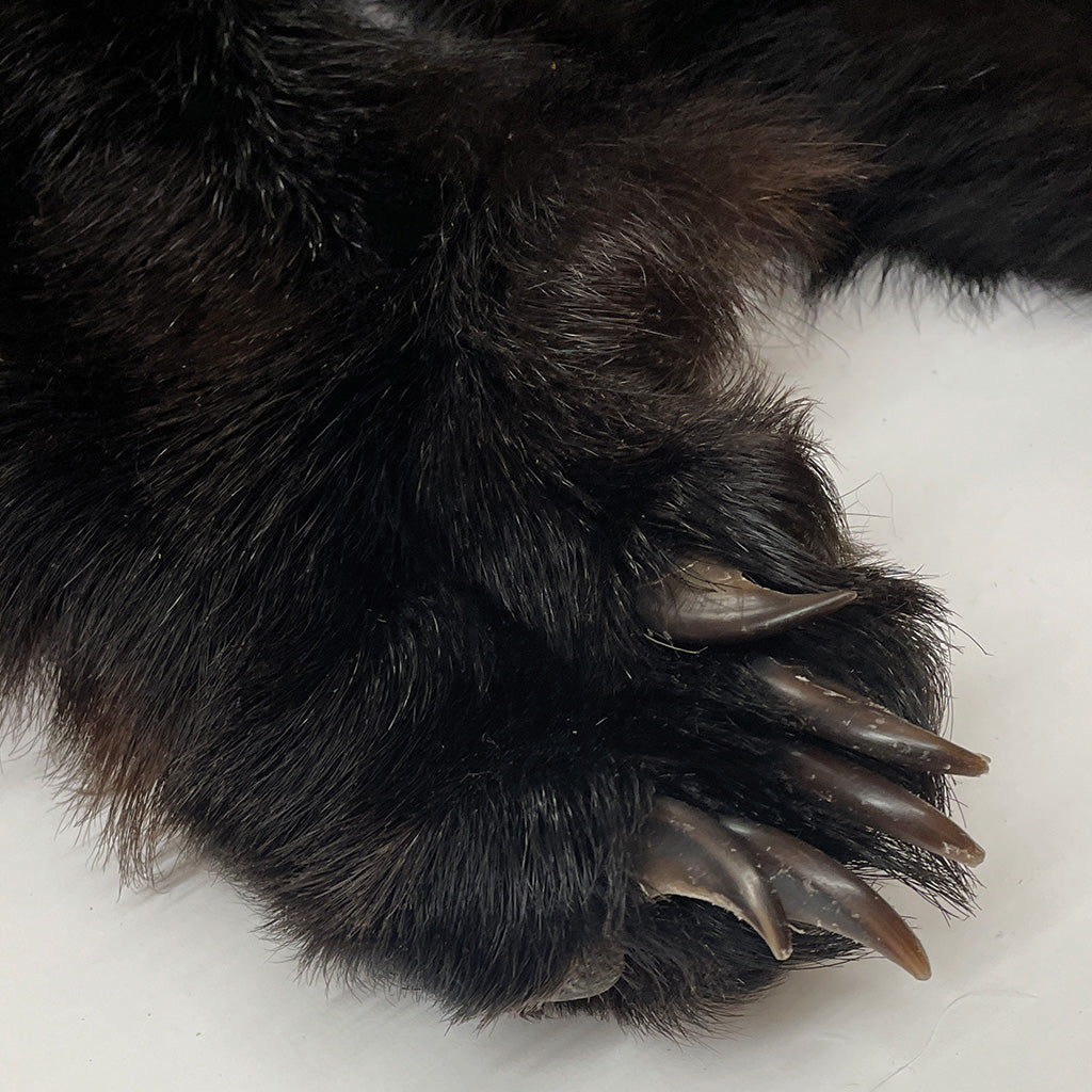 Black Bear 6.7FT For Taxidermy