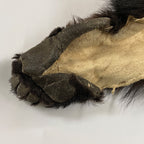 Black Bear 6.7FT For Taxidermy