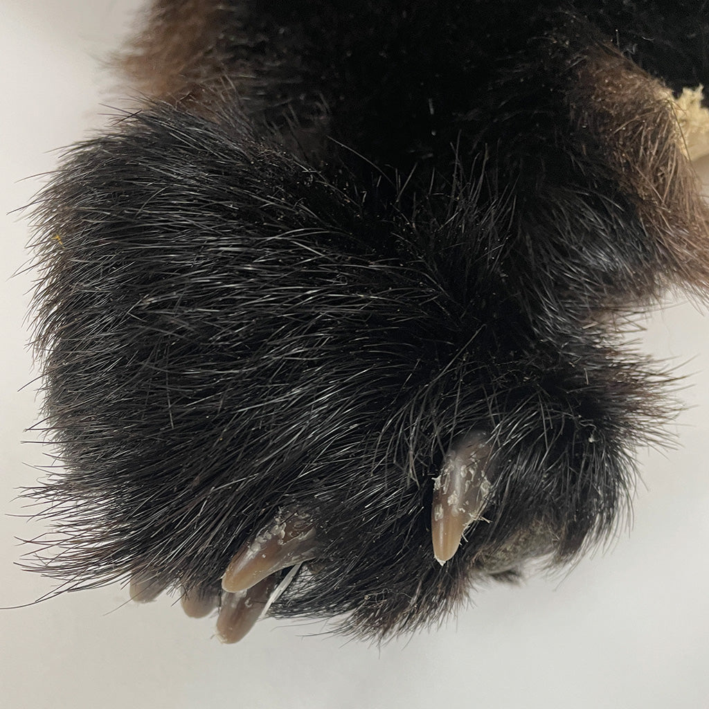 Black Bear 6.7FT For Taxidermy