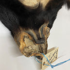 Black Bear 6.7FT For Taxidermy