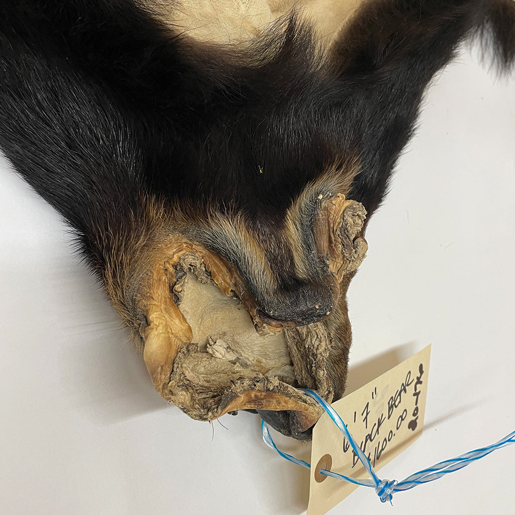Black Bear 6.7FT For Taxidermy