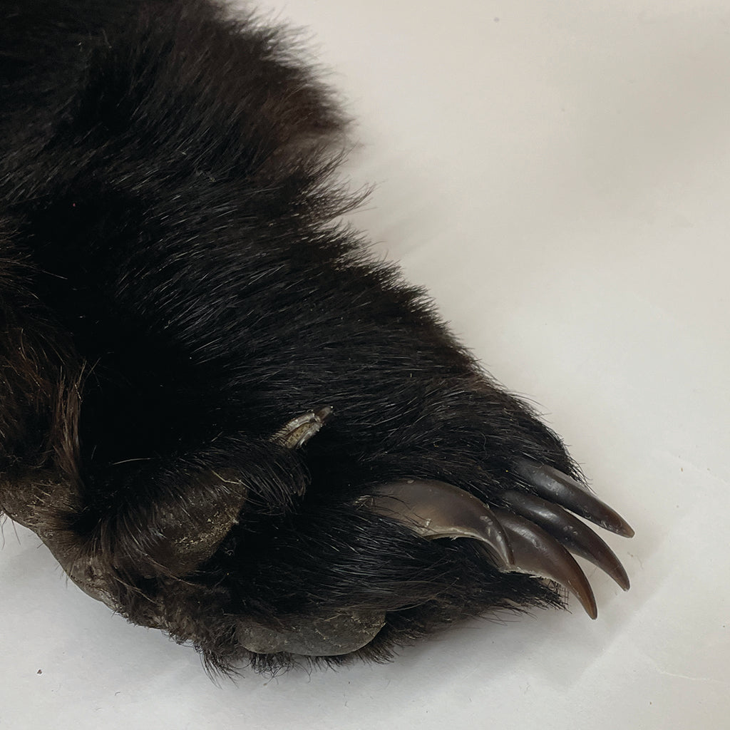 Black Bear 6.7FT For Taxidermy