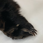 Black Bear 6.7FT For Taxidermy