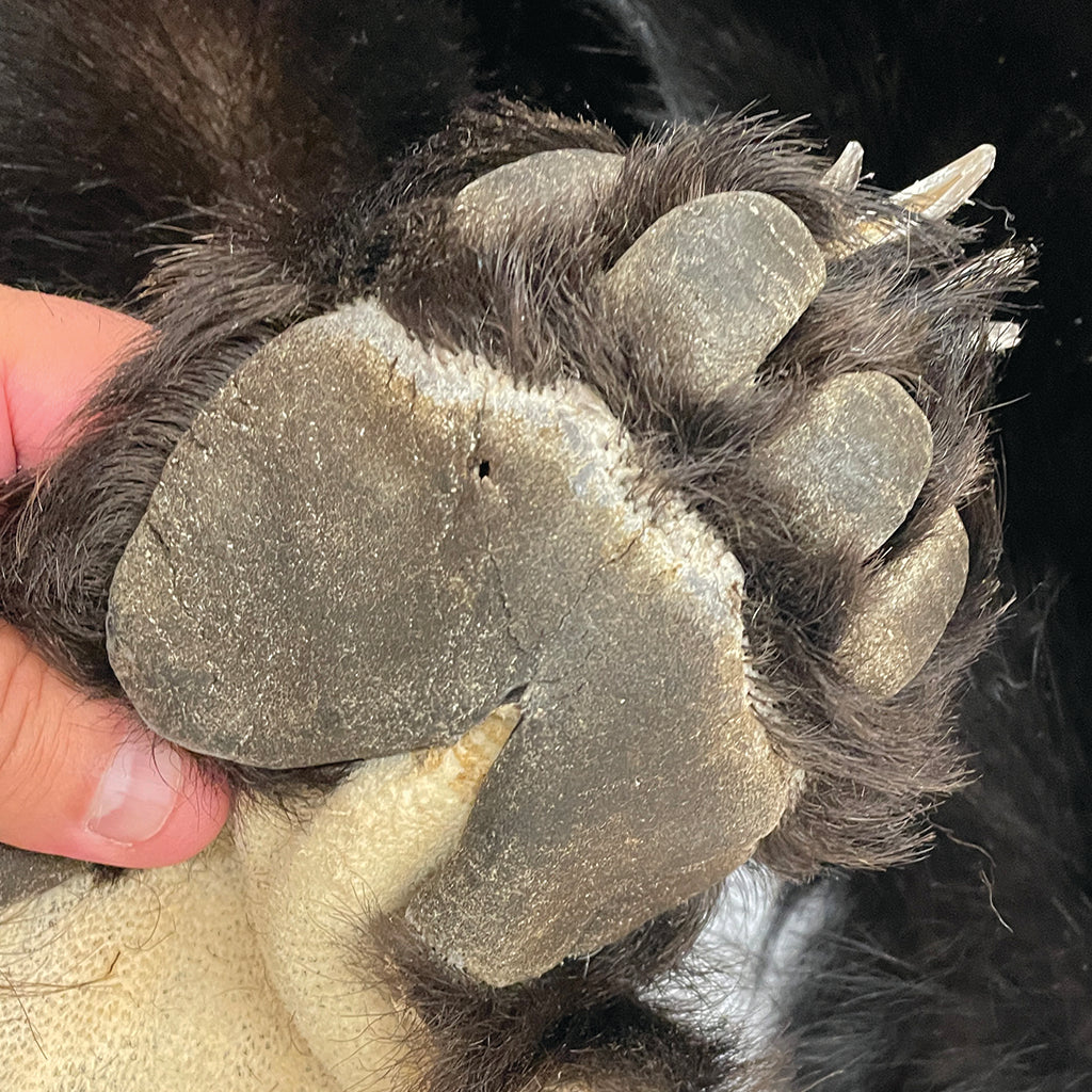 Black Bear 6.7FT For Taxidermy