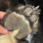 Black Bear 6.7FT For Taxidermy