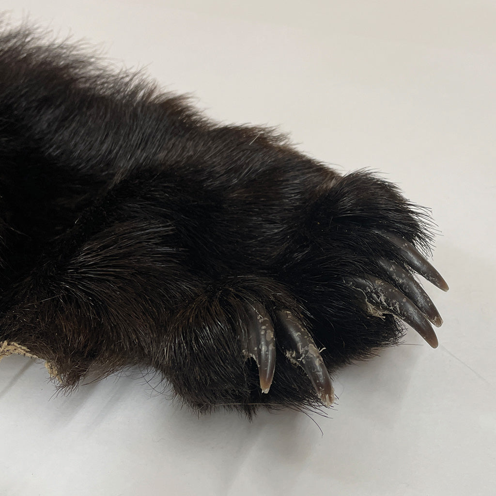Black Bear 6.8FT For Taxidermy