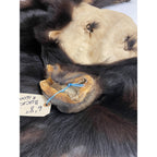 Black Bear 6.8FT For Taxidermy