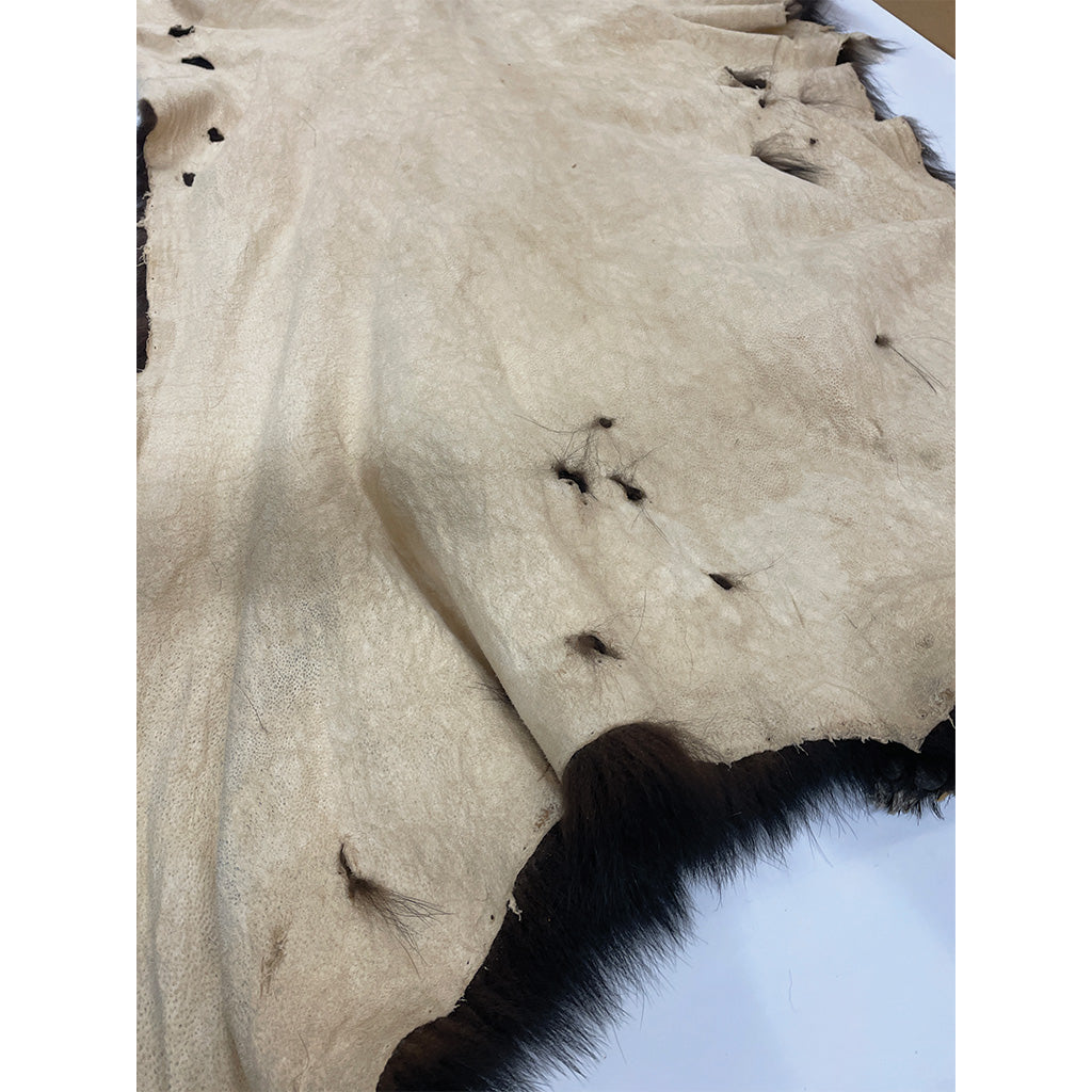 Black Bear 6.8FT For Taxidermy