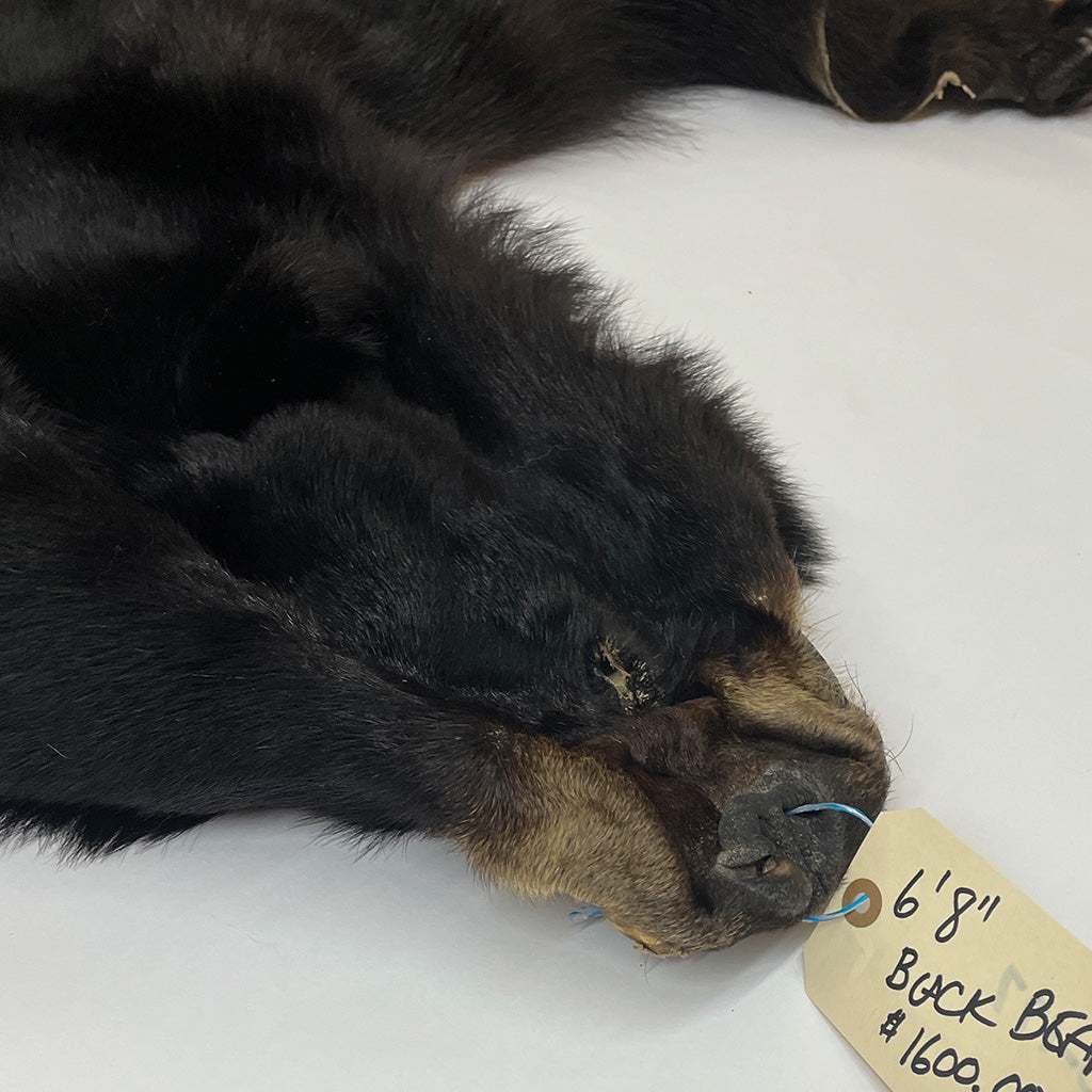 Black Bear 6.8FT For Taxidermy