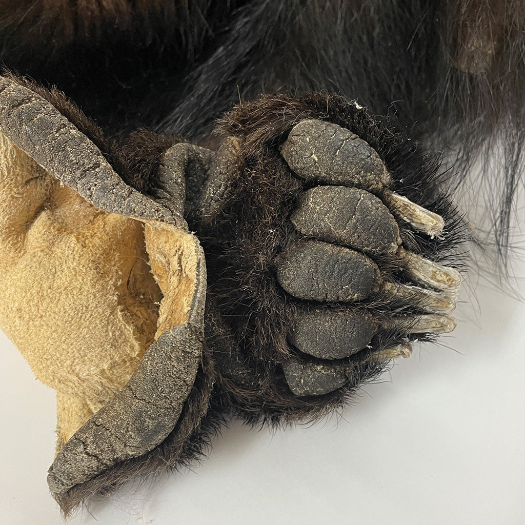 Black Bear 6.8FT For Taxidermy