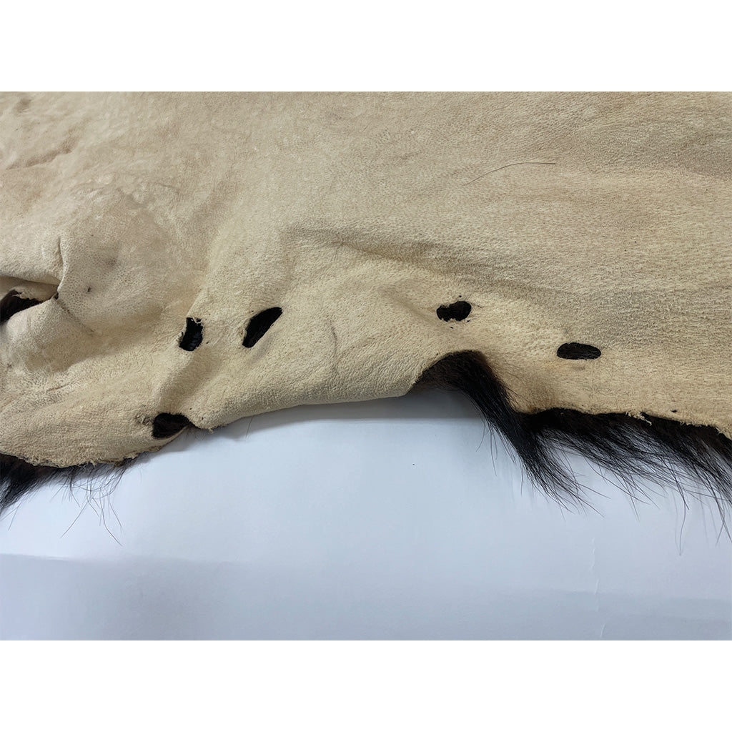 Black Bear 6.8FT For Taxidermy