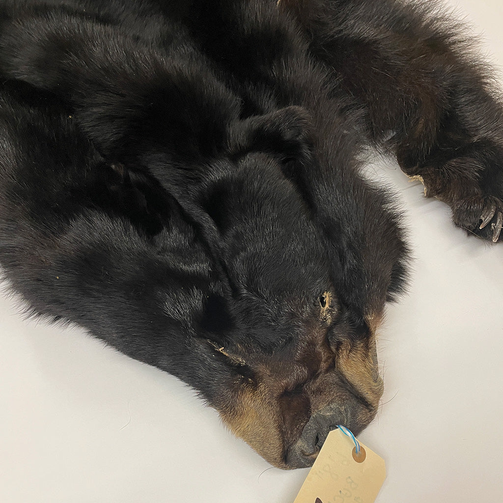 Black Bear 6.8FT For Taxidermy