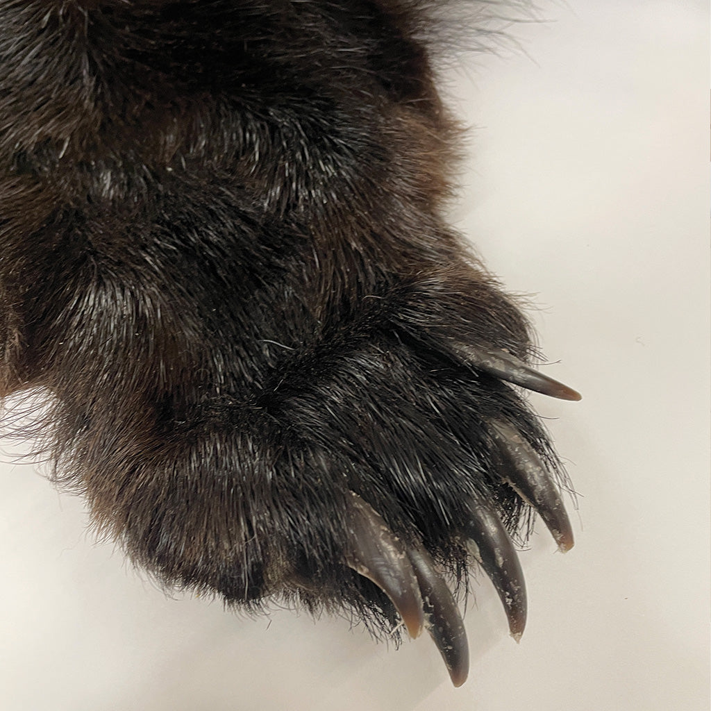 Black Bear 6.8FT For Taxidermy