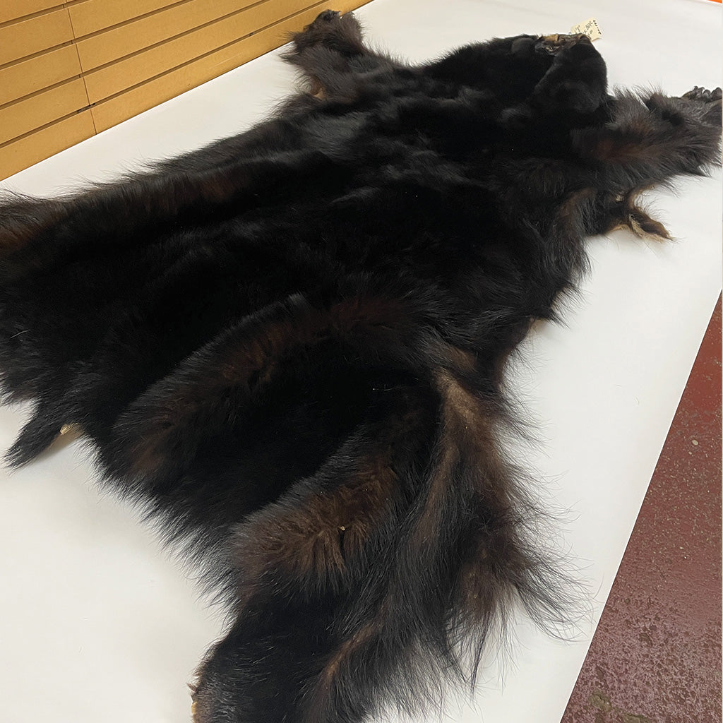Black Bear 6.8FT For Taxidermy