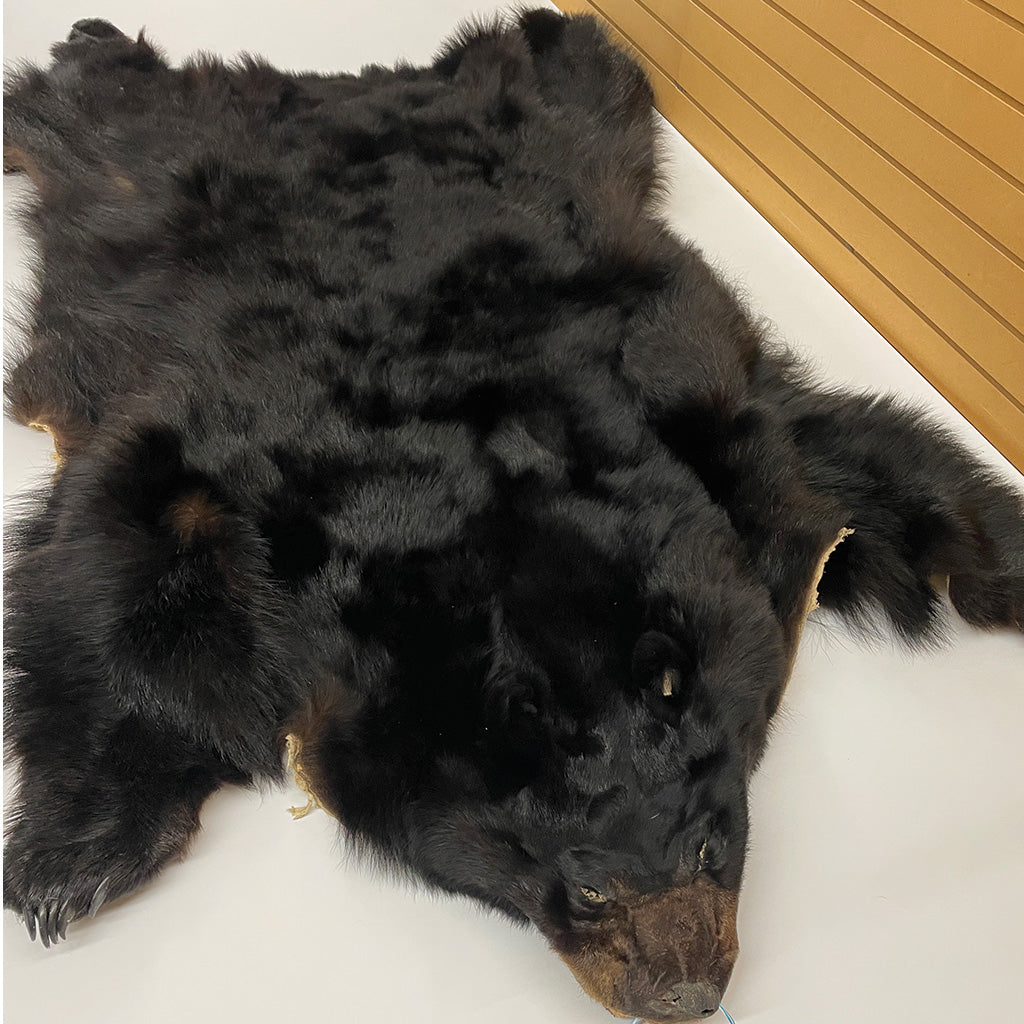 Black Bear 6.7 1/2FT For Taxidermy