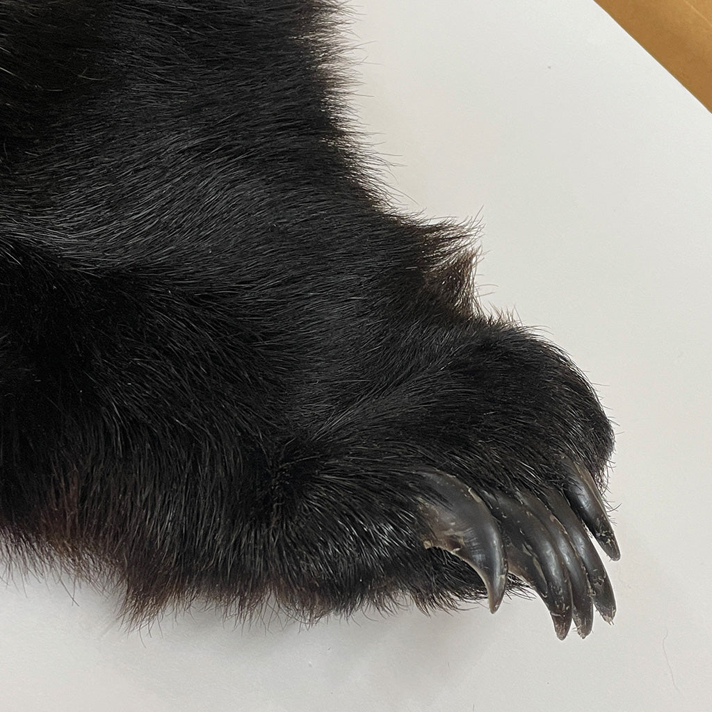 Black Bear 6.7 1/2FT For Taxidermy