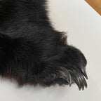 Black Bear 6.7 1/2FT For Taxidermy
